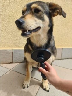 Purlov Zelfreinigende Kattenborstel En Hondenborstel - Haarverwijderaar Voor Huisdieren - Hondenborstel -Hondenhaar Kattenhaar Verwijderaar 13 Purlov Zelfreinigende Kattenborstel En Hondenborstel - Haarverwijderaar Voor Huisdieren - Hondenborstel -Hondenhaar Kattenhaar Verwijderaar -Hondenbenodigdheden Korting 901x1200 2