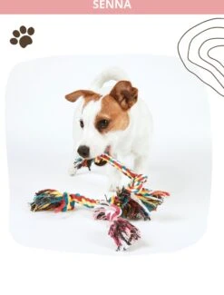 Speeltouw Hond - 3 Stuks - Speelgoed Hond - Flostouw - Hondenspeelgoed - Puppy - Trektouw -Hondenbenodigdheden Korting 912x1200 7