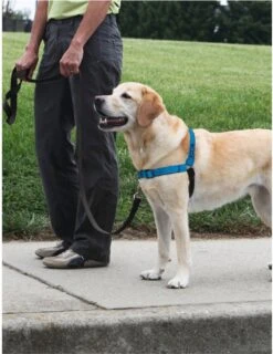 PetSafe Easy Walk® Deluxe Harness - Hondentuig - Blauw - L -1,8 M -Hondenbenodigdheden Korting 925x1200 3