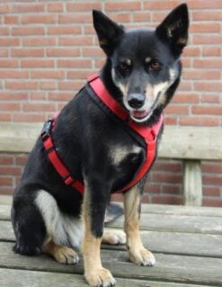 Annyx Hondentuig Harnas Zwart Rood - Y Model - Maat S Is Geschikt Voor Borstomvang 52-64cm. -Hondenbenodigdheden Korting 928x1200