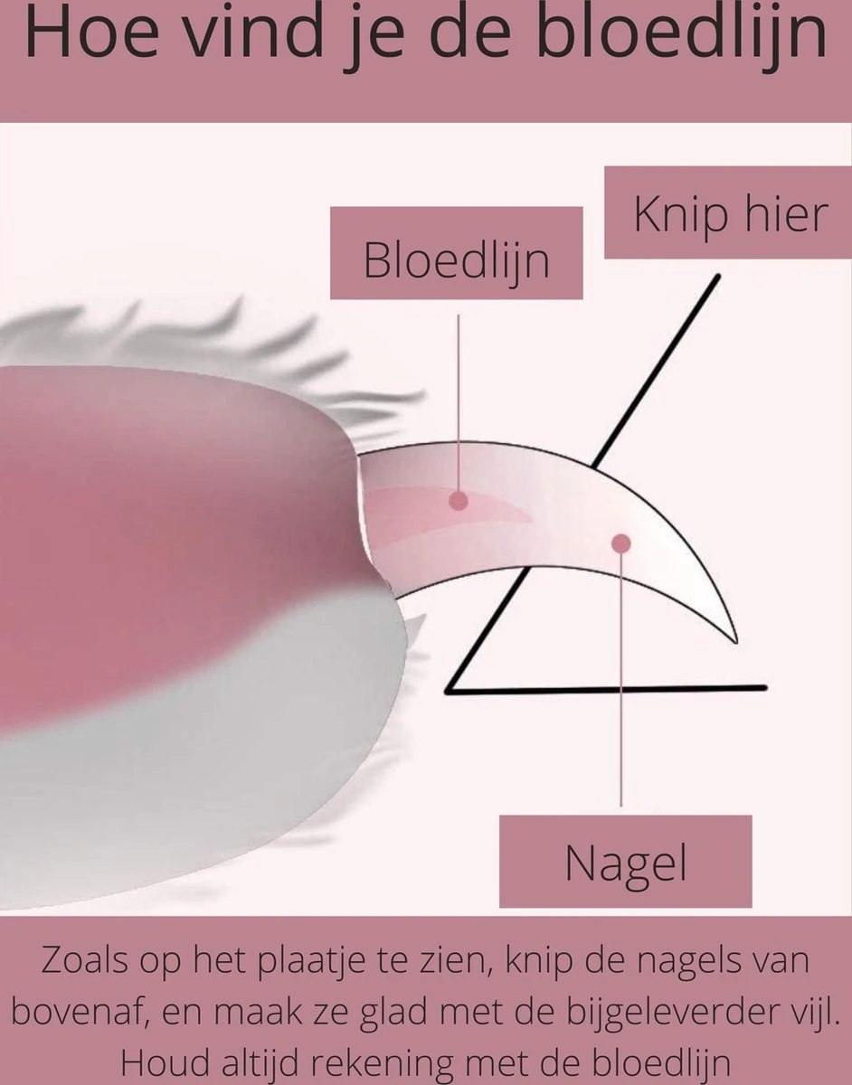 Professionele Nagelschaar | Nagelschaar Hond | Nagelschaar Kat | Nagelknipper Hond En Kat | Nagelknipper Kat| Nagelknipper Hond | NagelTang Dieren | Poot Verzorging 2 Professionele Nagelschaar | Nagelschaar Hond | Nagelschaar Kat | Nagelknipper Hond En Kat | Nagelknipper Kat| Nagelknipper Hond | NagelTang Dieren | Poot Verzorging - Afbeelding 2