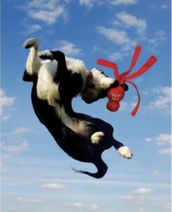 Kong Wubba - Hondenspeelgoed - Assorti - S: 24 Cm -Hondenbenodigdheden Korting 973x1200 5